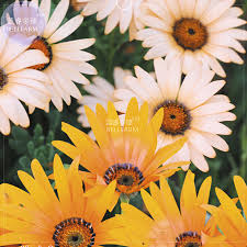 Image result for Dimorphotheca sinuata