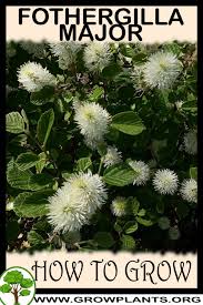 Attēlu rezultāti vaicājumam “Fothergilla major”