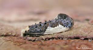 Attēlu rezultāti vaicājumam “Monopis monachella”