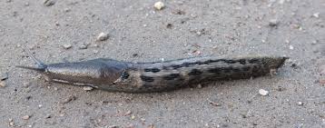 Attēlu rezultāti vaicājumam “Limax cinereoniger”