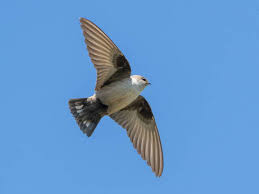 Image result for Ptyonoprogne rupestris