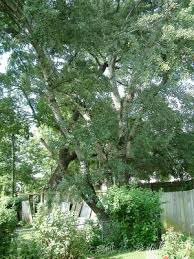 Attēlu rezultāti vaicājumam “Populus alba”