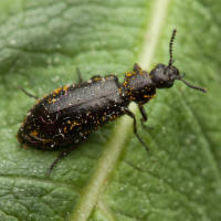 Attēlu rezultāti vaicājumam “Dasytes caeruleus”