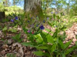Attēlu rezultāti vaicājumam “Pulmonaria angustifolia leaf”
