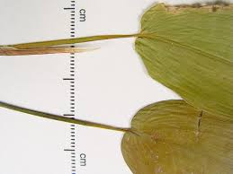 Attēlu rezultāti vaicājumam “Potamogeton lucens leaf”
