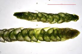 Attēlu rezultāti vaicājumam “Myurella julacea”