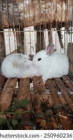 Attēlu rezultāti vaicājumam “Leporida”