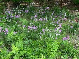 Attēlu rezultāti vaicājumam “Hesperis matronalis bud”