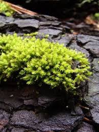 Attēlu rezultāti vaicājumam “Aulacomnium androgynum”