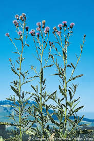 Attēlu rezultāti vaicājumam “Cirsium arvense”