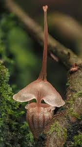 Attēlu rezultāti vaicājumam “Collaria arcyrionema spores”