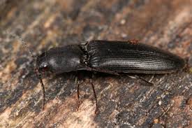 Attēlu rezultāti vaicājumam “Ectinus aterrimus”