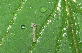 Attēlu rezultāti vaicājumam “Limenitis camilla underside”