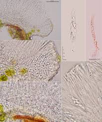 Attēlu rezultāti vaicājumam “Coenogonium pineti”