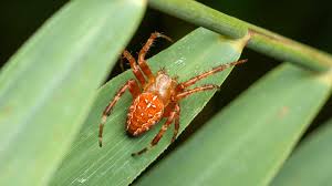 Attēlu rezultāti vaicājumam “Araneus diadematus”
