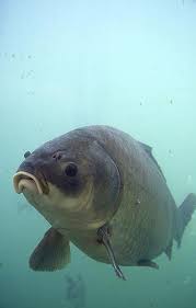 Image result for Ictiobus cyprinellus