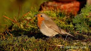 Image result for Erithacus rubecula
