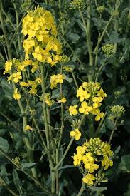 Attēlu rezultāti vaicājumam “Brassica napus fruit”