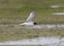 Attēlu rezultāti vaicājumam “Larus minutus adult”