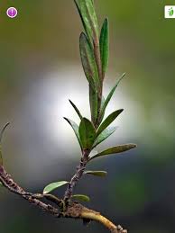 Attēlu rezultāti vaicājumam “Polygala comosa leaf”