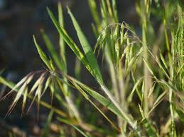 Attēlu rezultāti vaicājumam “Anisantha tectorum”