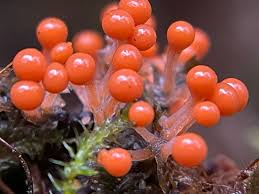 Attēlu rezultāti vaicājumam “Hemitrichia leiotricha macro”