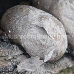 Attēlu rezultāti vaicājumam “Lycogala flavofuscum spores”