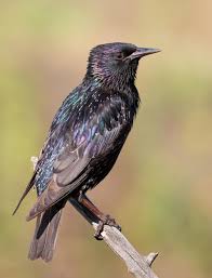 Attēlu rezultāti vaicājumam “Sturnus vulgaris male”