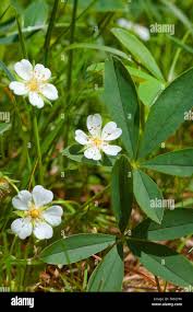 Attēlu rezultāti vaicājumam “Potentilla alba”