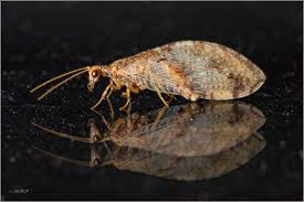 Attēlu rezultāti vaicājumam “Hemerobiidae”