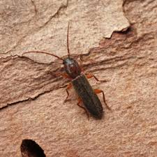 Attēlu rezultāti vaicājumam “Nothorhina punctata”