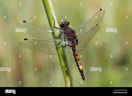 Attēlu rezultāti vaicājumam “Leucorrhinia pectoralis”