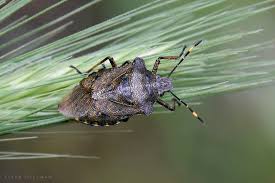 Attēlu rezultāti vaicājumam “Troilus luridus”