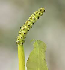 Attēlu rezultāti vaicājumam “Potamogeton lucens”
