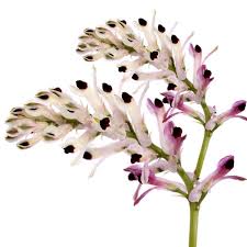 Image result for Fumaria officinalis