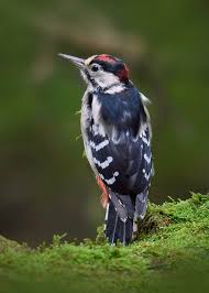 Attēlu rezultāti vaicājumam “Dendrocopos major juvenile”