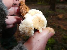 Attēlu rezultāti vaicājumam “Postia ptychogaster”