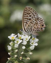 Attēlu rezultāti vaicājumam “Lopinga achine upperside”