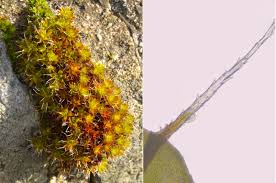 Attēlu rezultāti vaicājumam “Rhynchostegiella tenella macro”