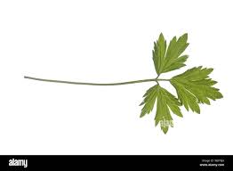 Attēlu rezultāti vaicājumam “Ranunculus repens leaf”