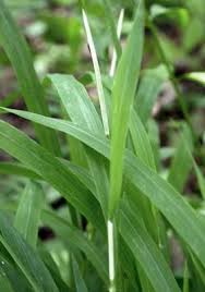 Attēlu rezultāti vaicājumam “Brachypodium sylvaticum leaf”