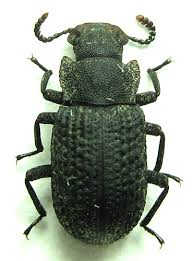 Attēlu rezultāti vaicājumam “Bolitophagus reticulatus”