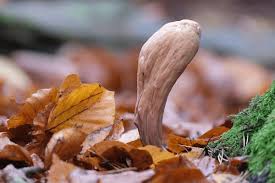 Attēlu rezultāti vaicājumam “Clavariadelphus pistillaris”