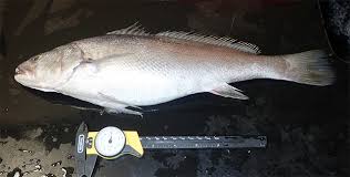 Image result for Argyrosomus japonicus