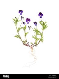 Attēlu rezultāti vaicājumam “Viola tricolor leaf”