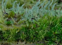 Attēlu rezultāti vaicājumam “Campylopus pyriformis”