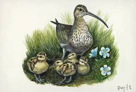 Attēlu rezultāti vaicājumam “Numenius arquata”