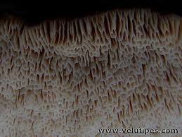 Attēlu rezultāti vaicājumam “Antrodia mellita”