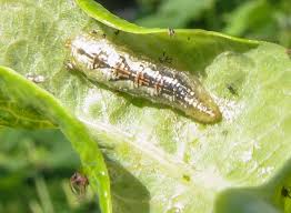 Attēlu rezultāti vaicājumam “Syrphus larva”