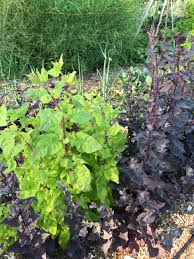 Image result for Atriplex hortensis